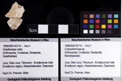 Foto (Objket + Etiketten) von Culmenformosa sp. 